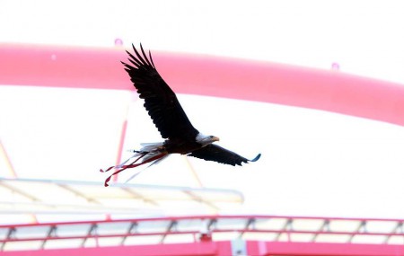 Águia Vitória no Estádio da Luz.